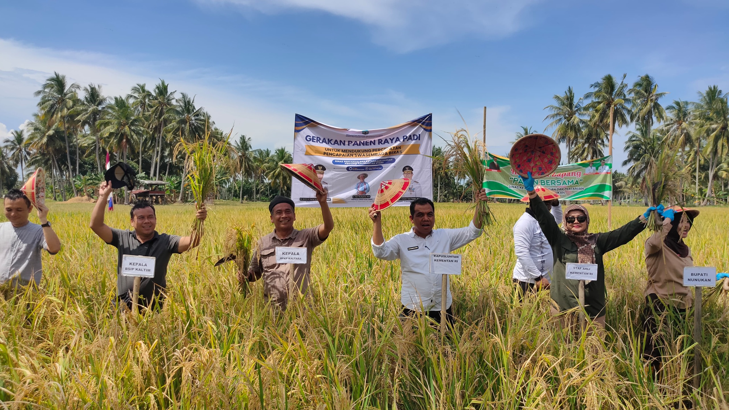 PANEN RAYA : DPKP Kaltara menggelar panen raya bersama Gapoktan Mamminasae, Ahad (18/8) lalu. 