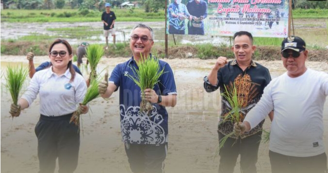 TANAM PADI BERSAMA : Didampingi istri, Bupati Malinau dan Wakil Bupati lakukan tanam padi bersama dengan kelompok tani Mangris Lestari Jumat, (6,9)