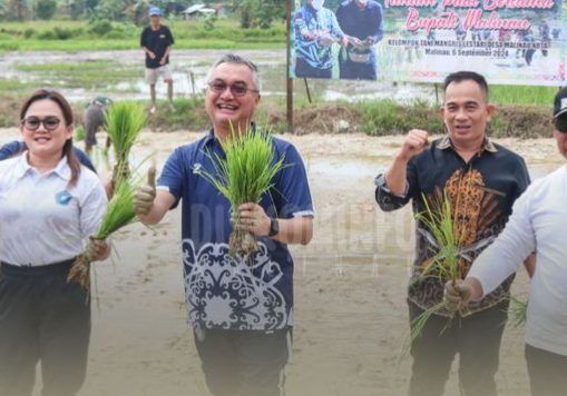 TANAM PADI BERSAMA : Didampingi istri, Bupati Malinau dan Wakil Bupati lakukan tanam padi bersama dengan kelompok tani Mangris Lestari Jumat, (6,9)