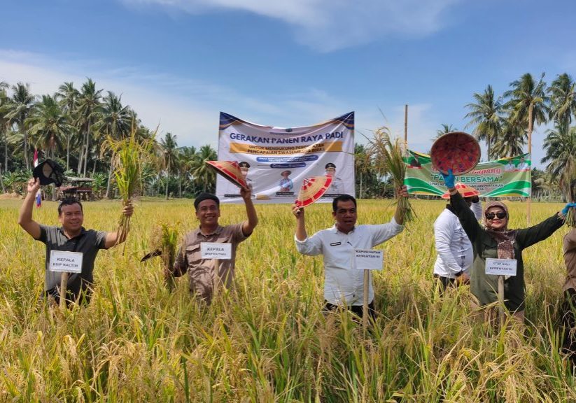 PANEN RAYA : DPKP Kaltara menggelar panen raya bersama Gapoktan Mamminasae, Ahad (18/8) lalu. 